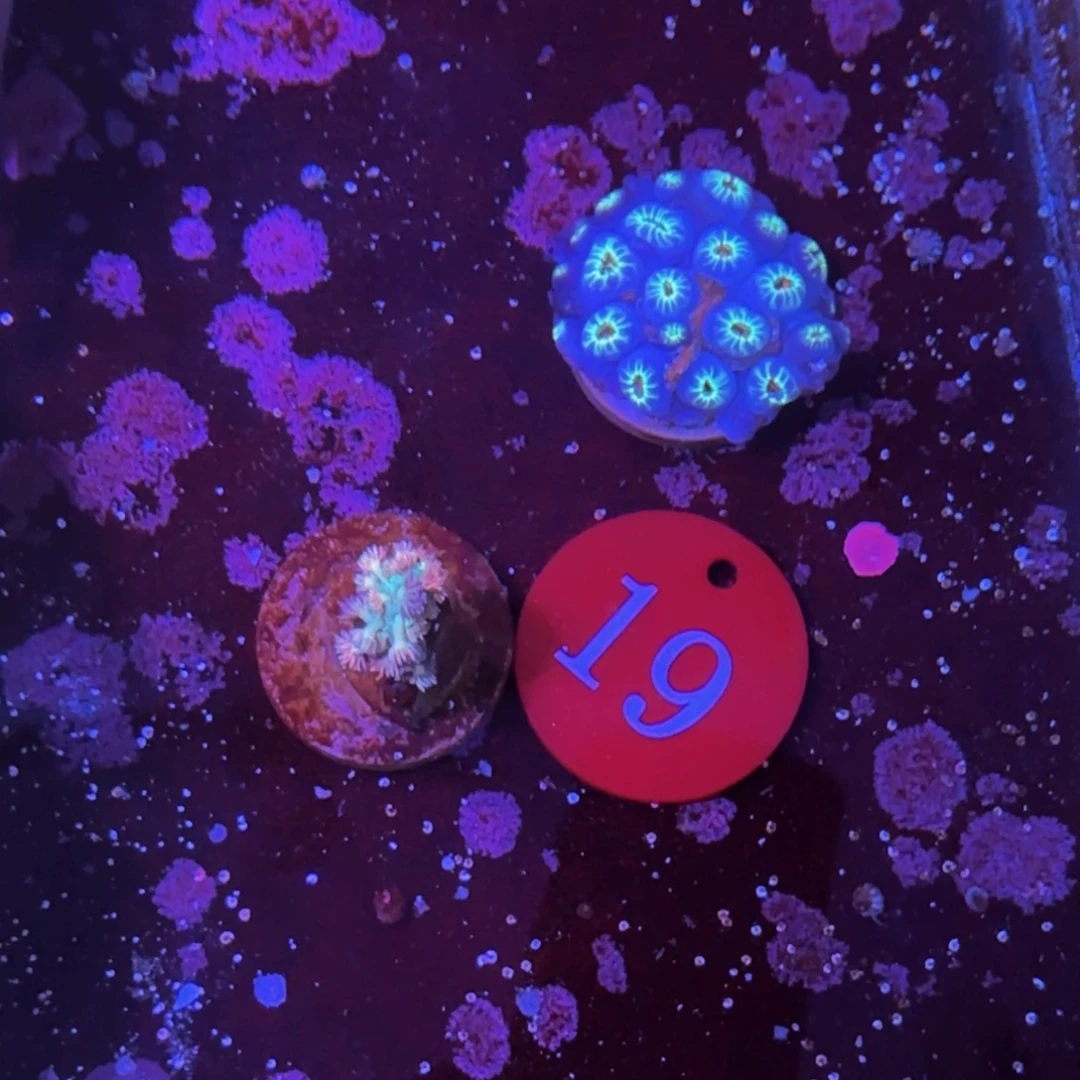 万鱼来朝海水观赏