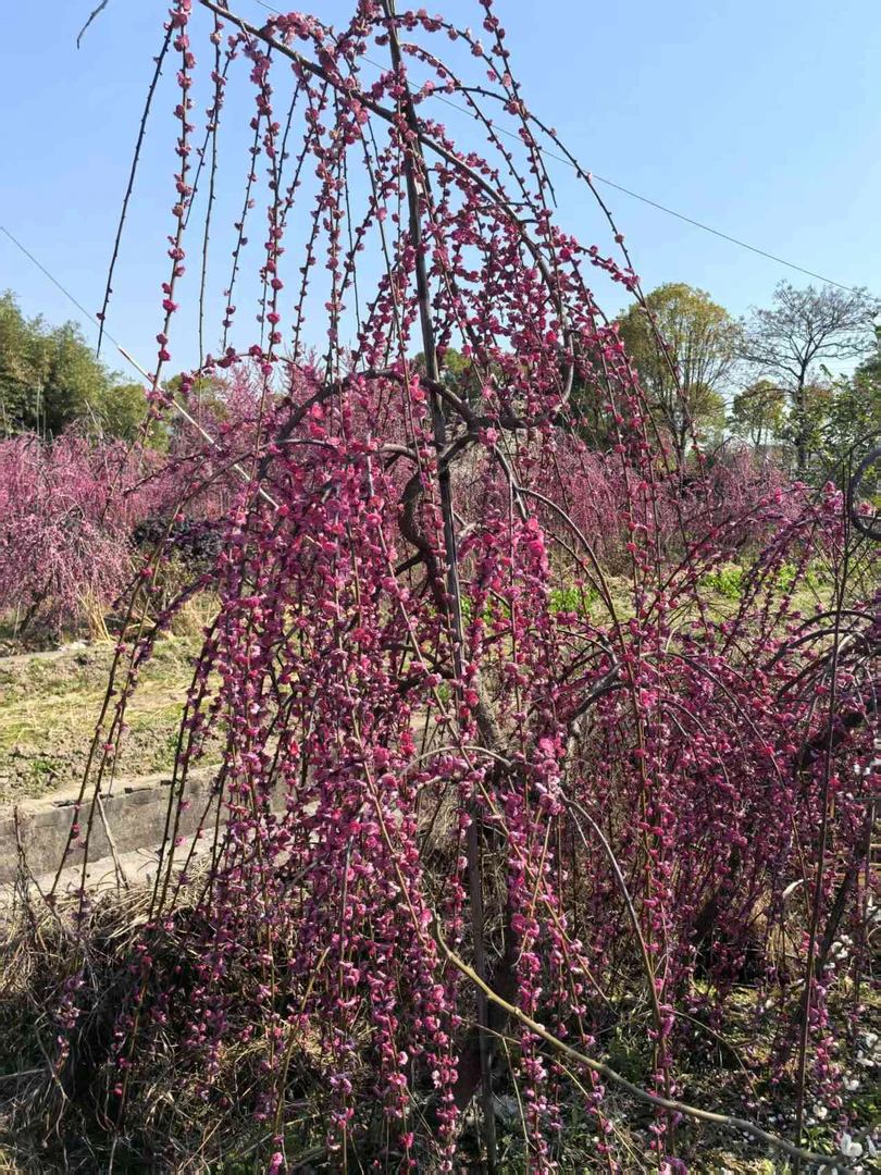 垂枝梅，中国龙梅，梅花，喜上梅梢