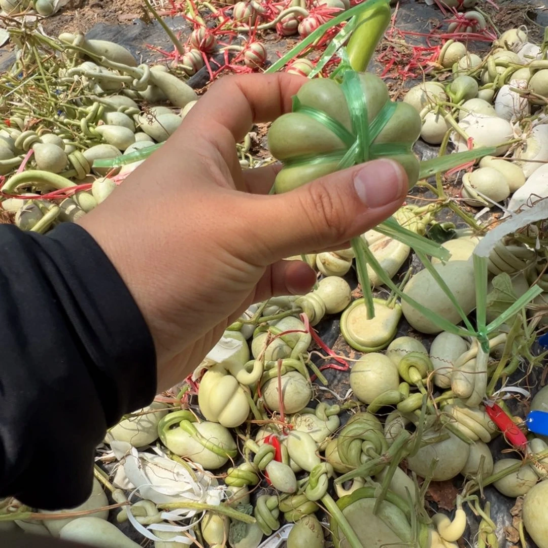 星*一懂了吗我的天啊我的天我