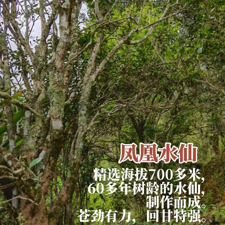 凤凰单丛茶（老枞水仙浓香口感）