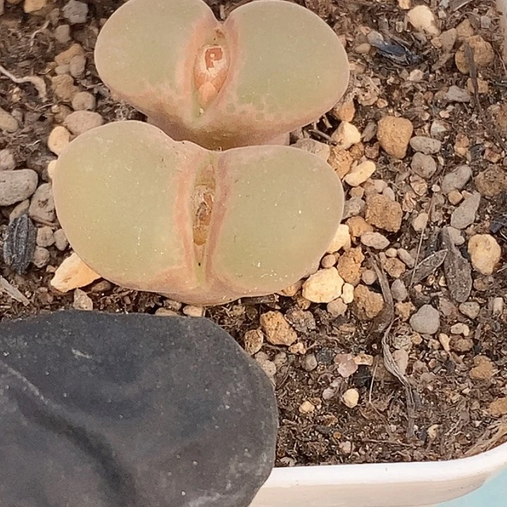 雪*胖桃喜花园0130-92风铃