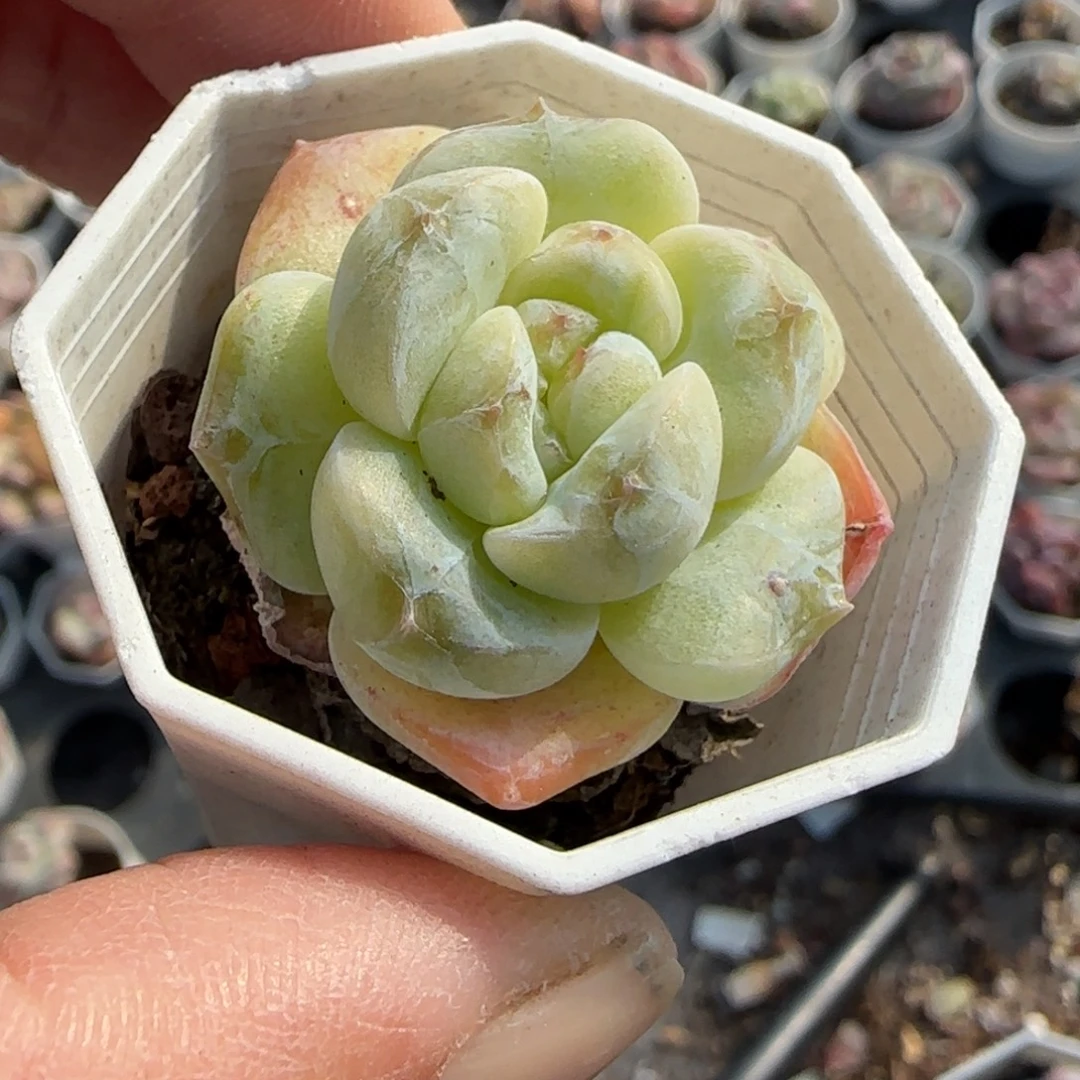 小卡拉米糖心一物一拍