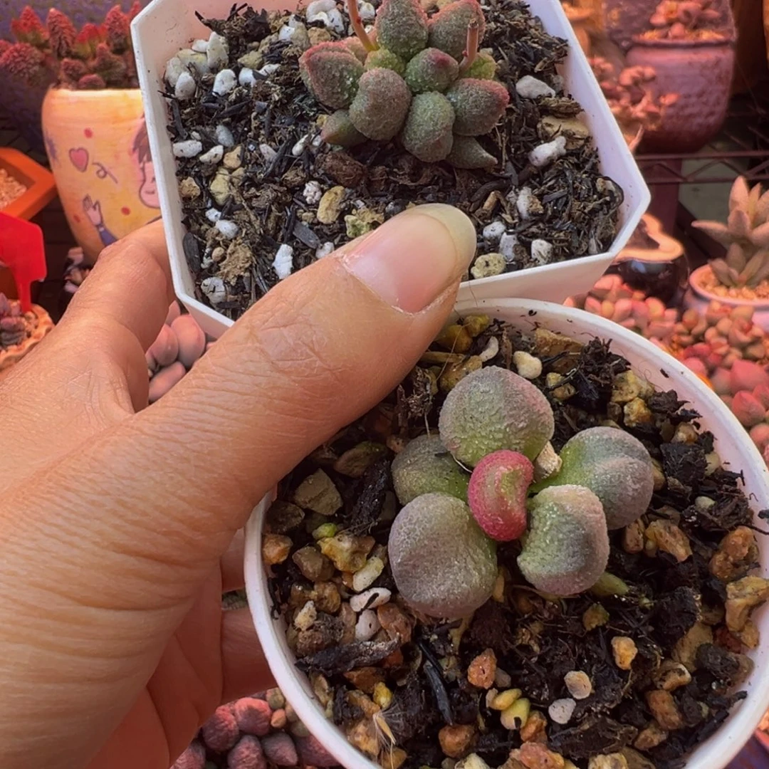 零***蛋我们要的就是一颗真诚