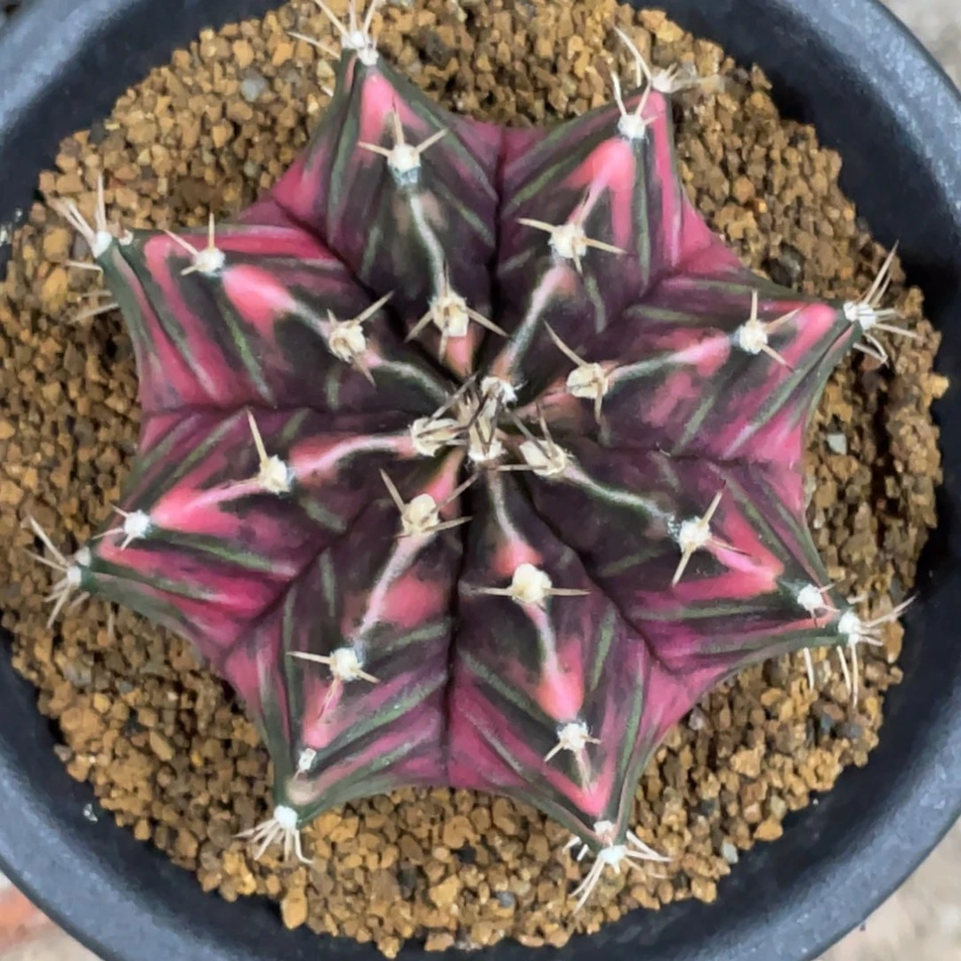 当前无花朵，栽培后可花朵紫红虎斑