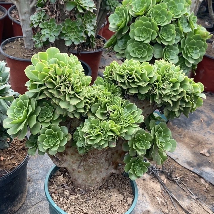 绿羊绒缀多肉植物28