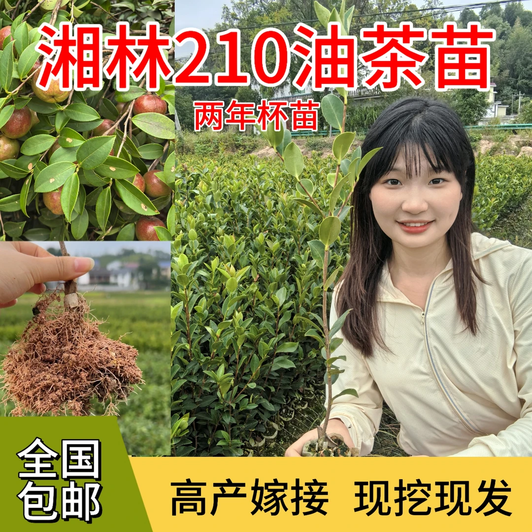 【基地直发】湘林210两年杯苗高产嫁接中大果包邮带土发货油茶苗