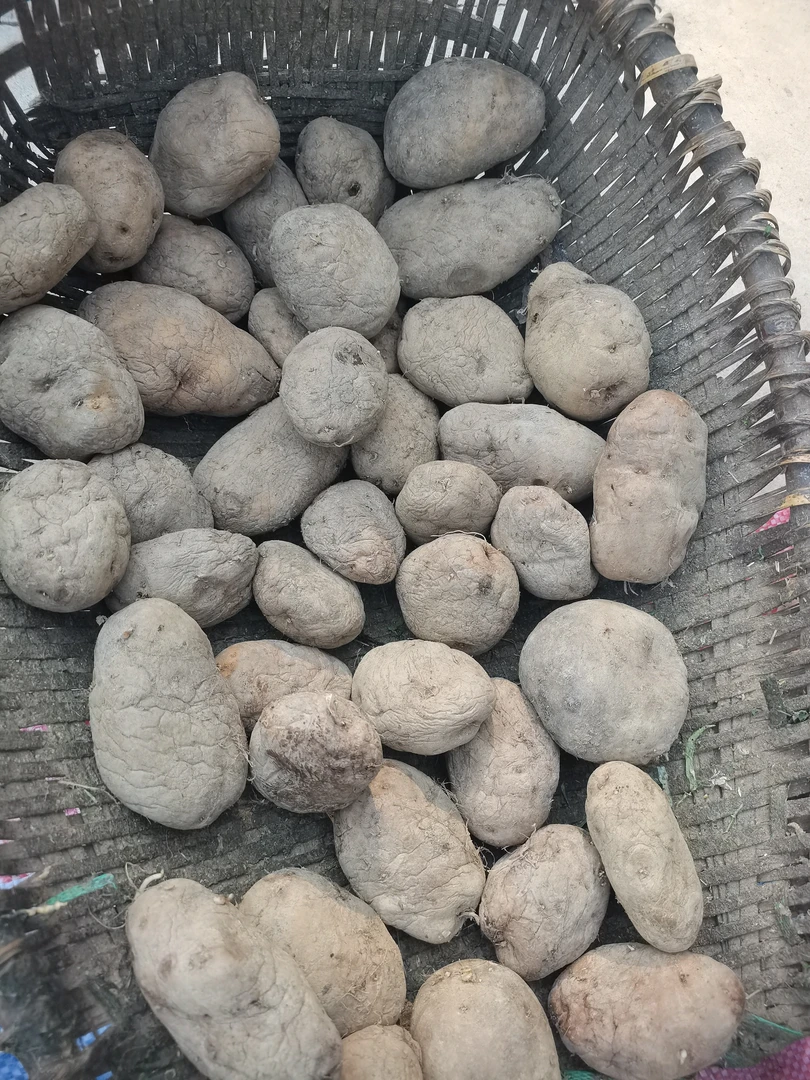 贵州高山农家种植干巴洋芋老品种土豆1∽15斤包邮