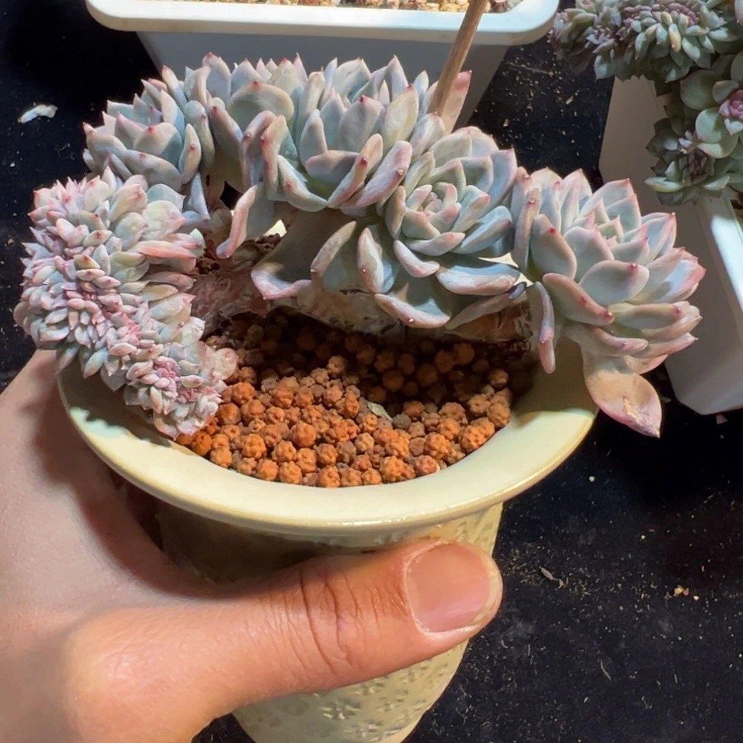 新年快乐新年快乐