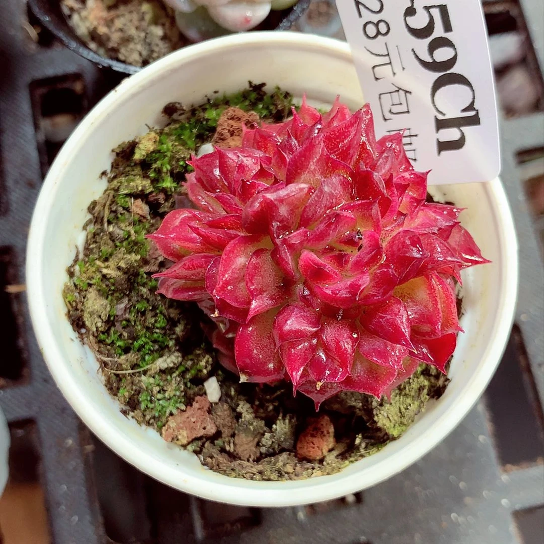 5厘米盆精控多肉159