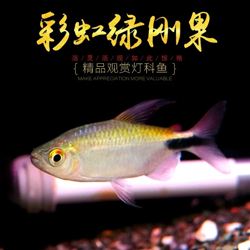 彩虹绿刚果观赏鱼活体刚果美人小型彩虹绿刚果