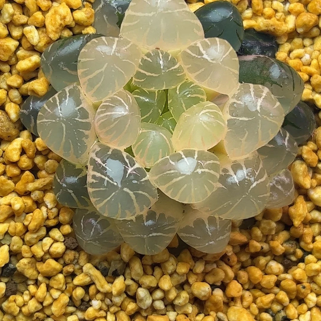 4.7公分糊斑冰灯锦十二卷多肉