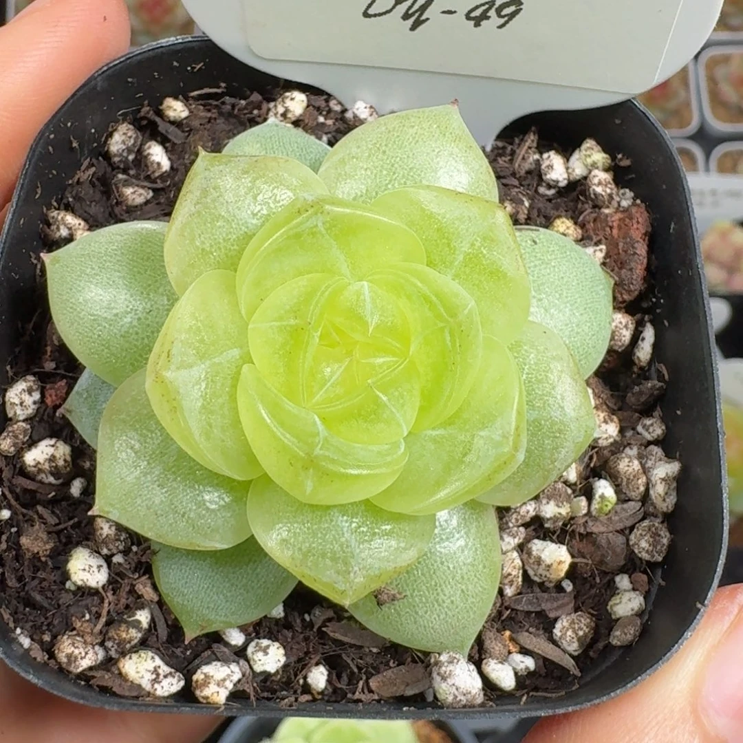 0922-49-3013单头一颗
