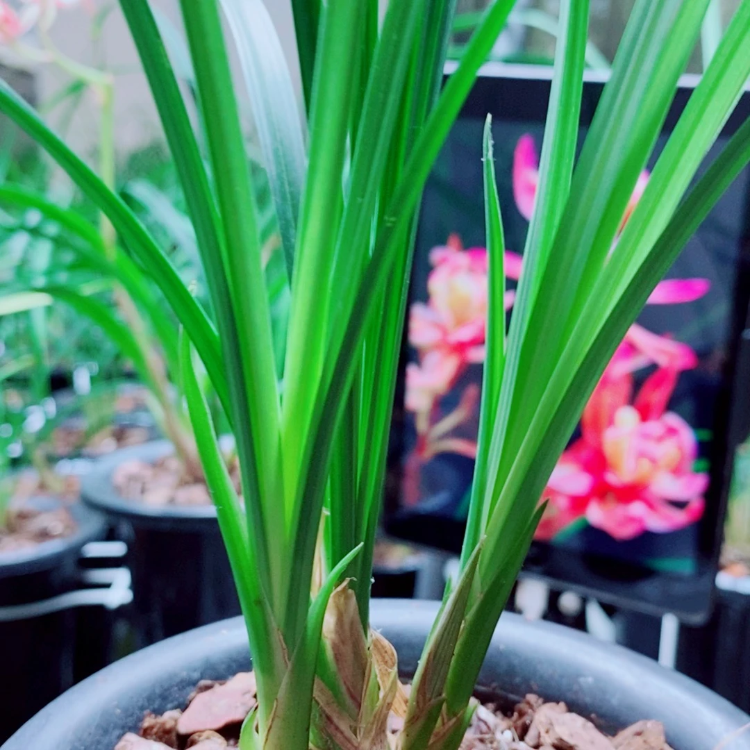 当前无花栽培后可以开花