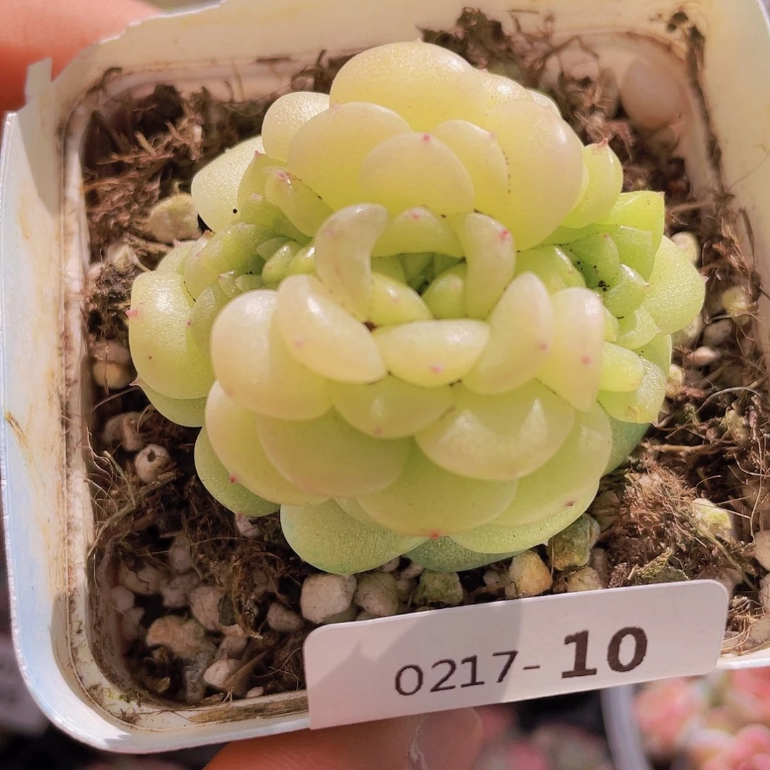 00000000000000010量拍