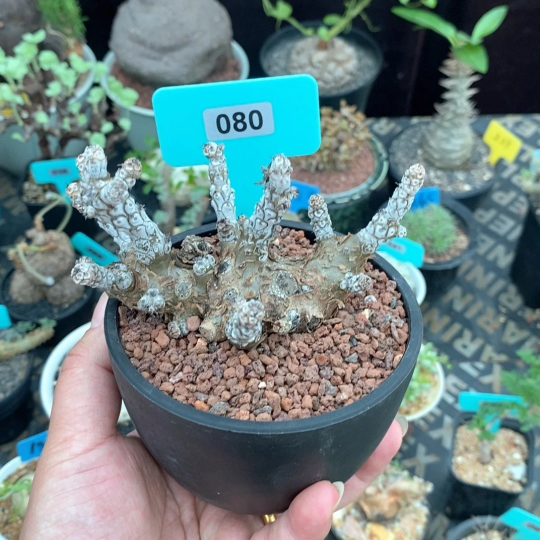 *****白象产地多肉植物