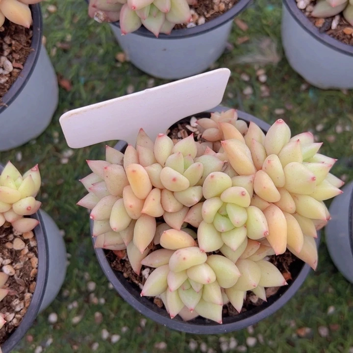 健健康康平平安安