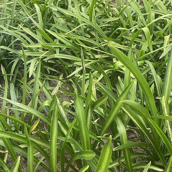 朱顶红贵妇5厘米以上