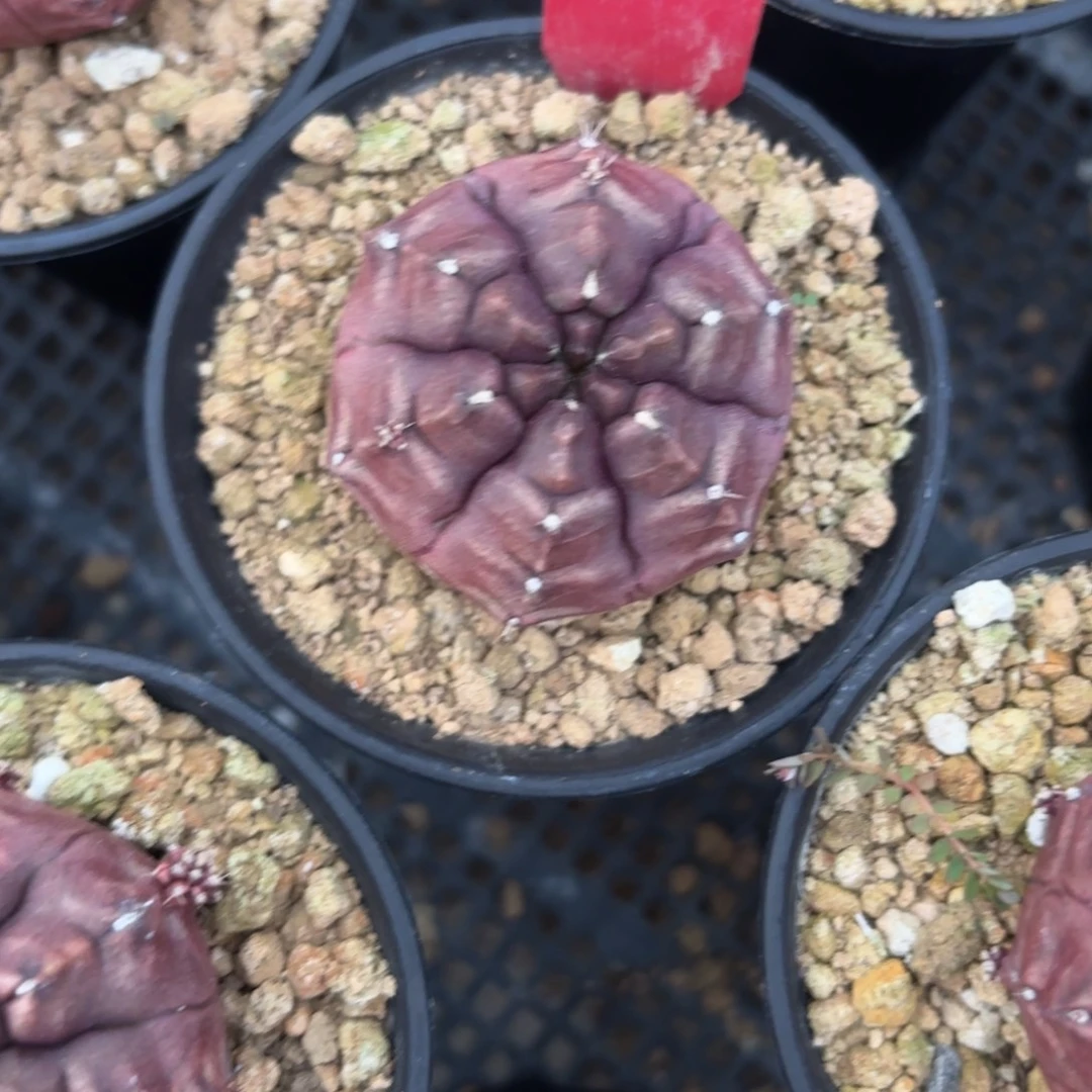 L574-0103泰国发货