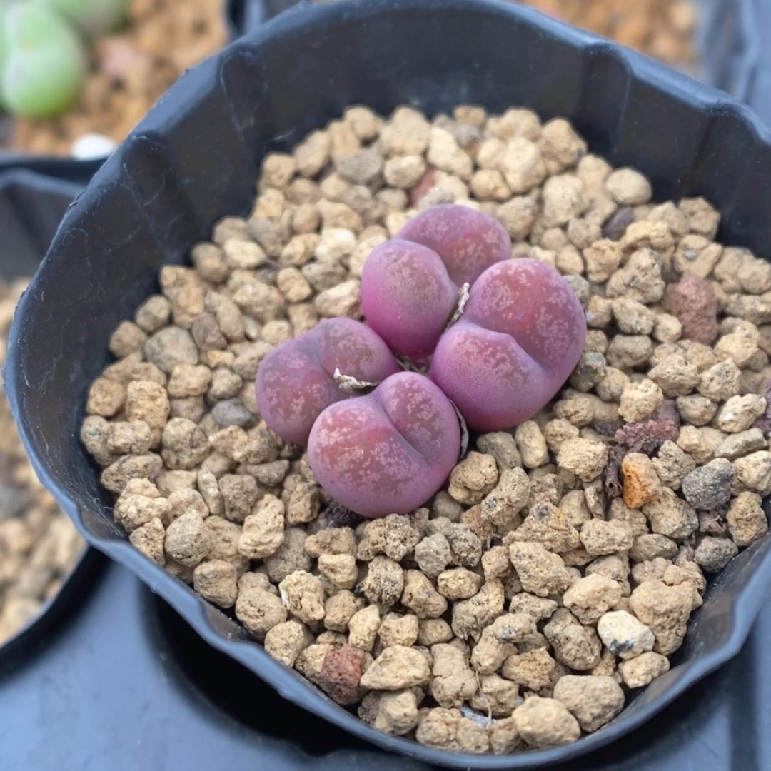 多肉植物肉锥杂交K-3491