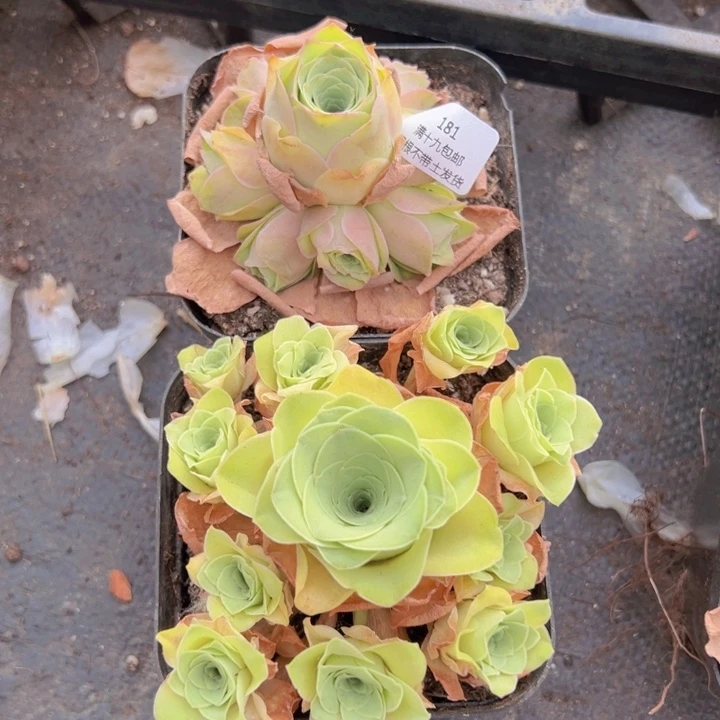 181 裸根不带土发货