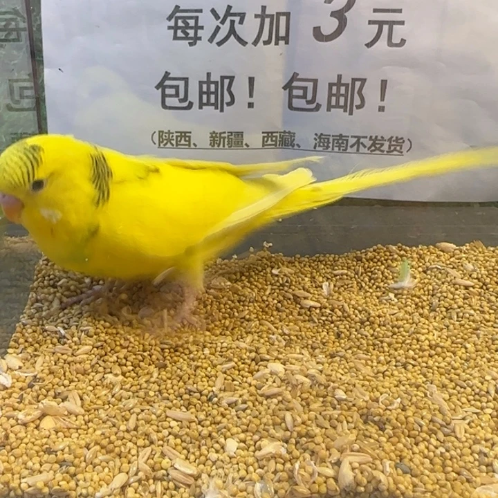 虎皮鹦鹉大头虎皮鹦鹉