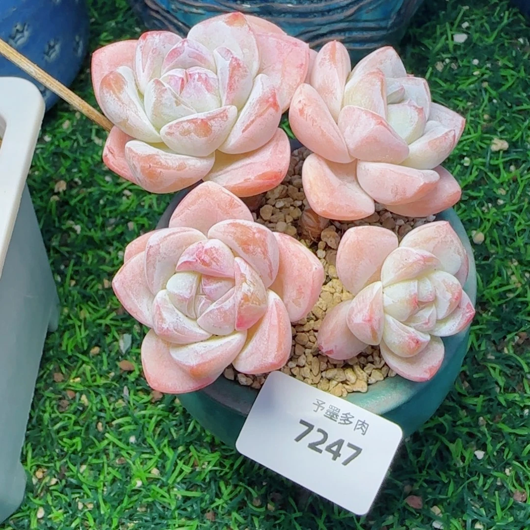 长杆冰玉，7247多肉植物