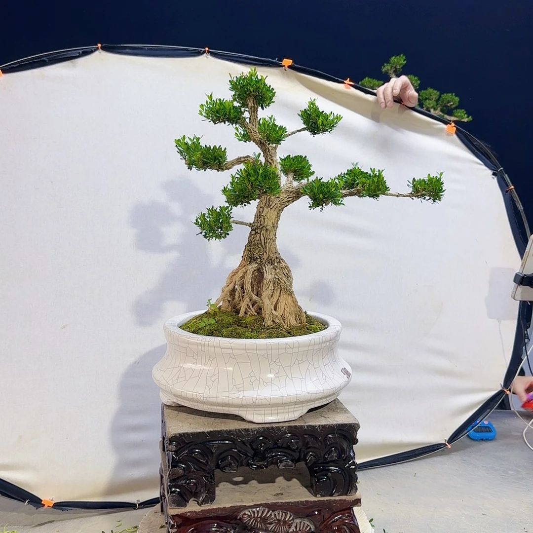 高端皱皮黄杨盆景