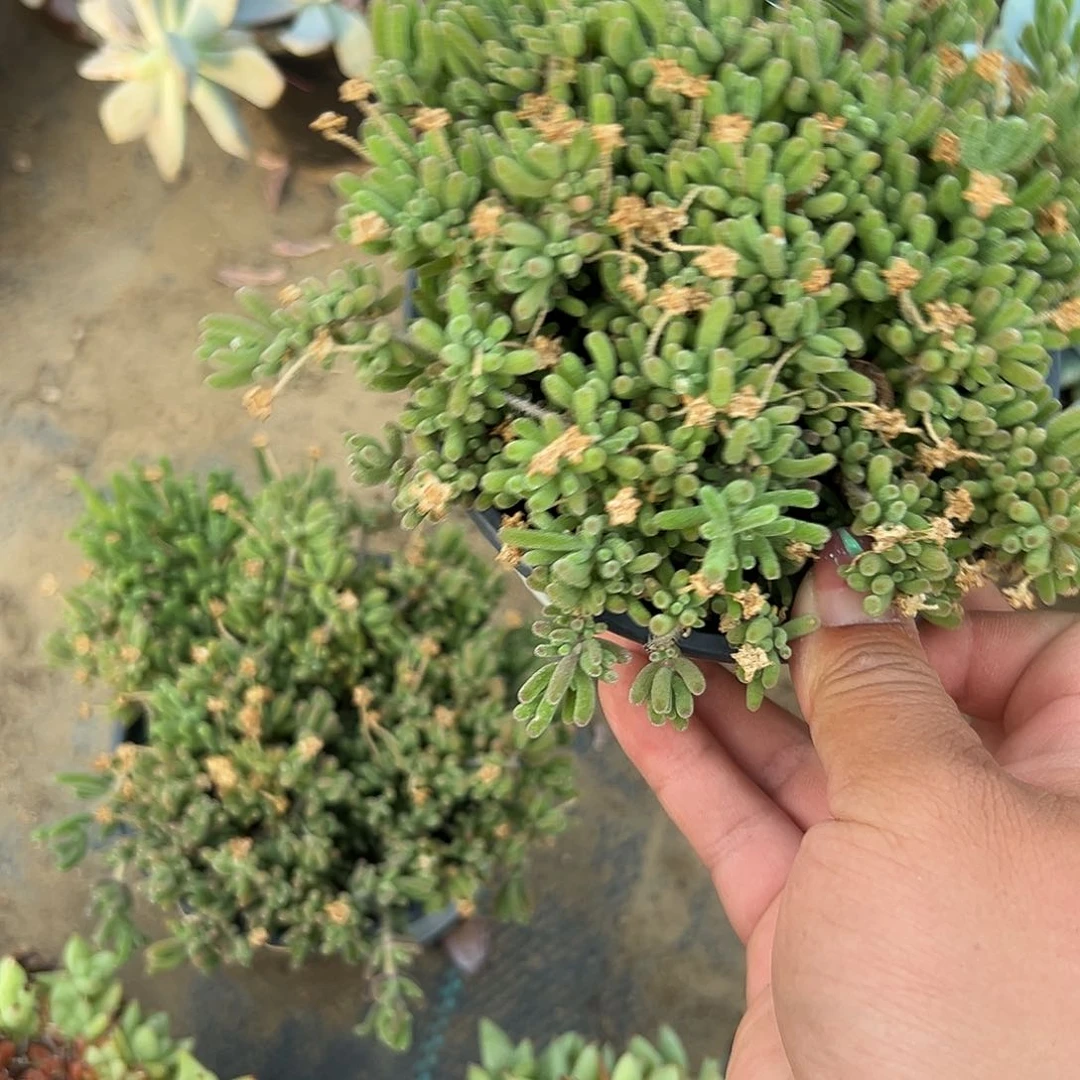 多肉植物枝干开花