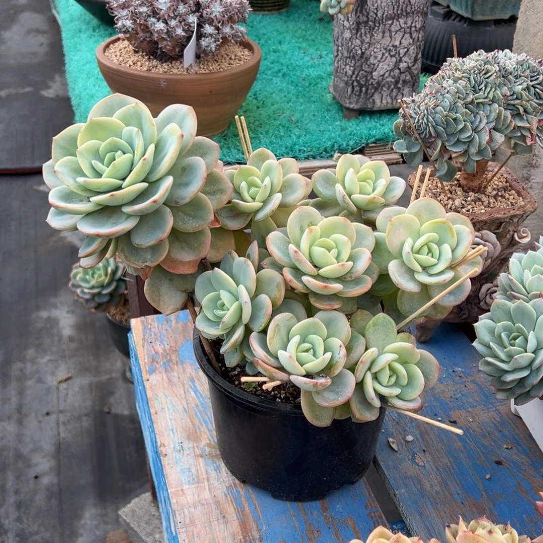 柚子茶，，，，，，，，，，，，，，，，，，，