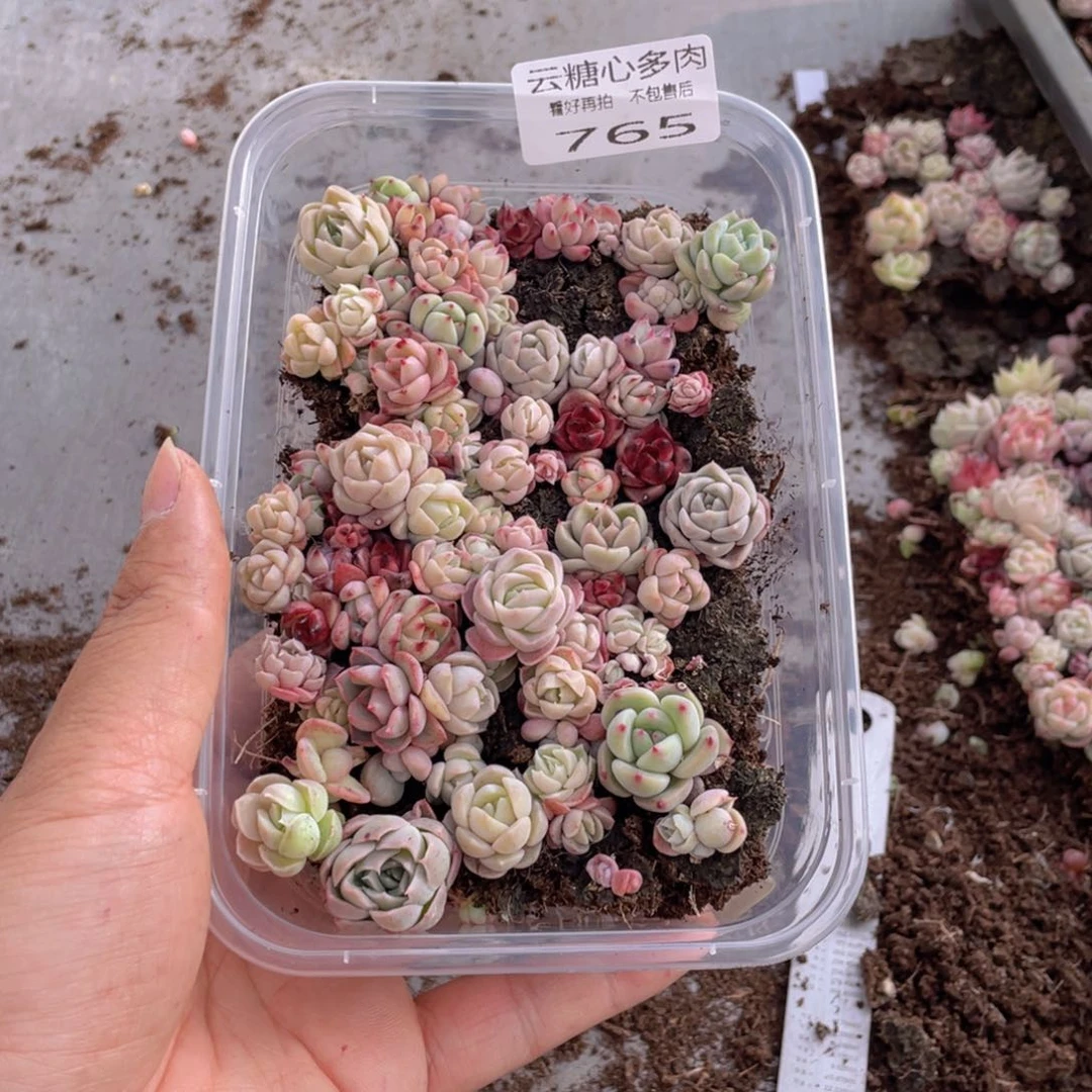 云糖心多肉植物765