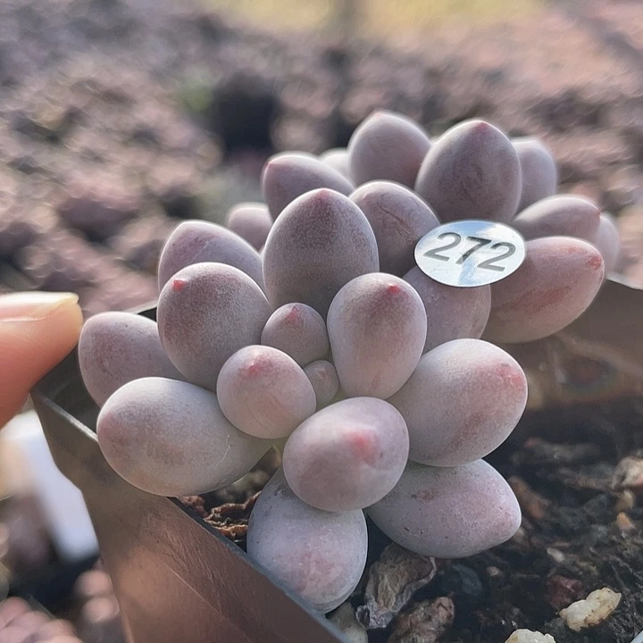 仙子奶酪多肉植物