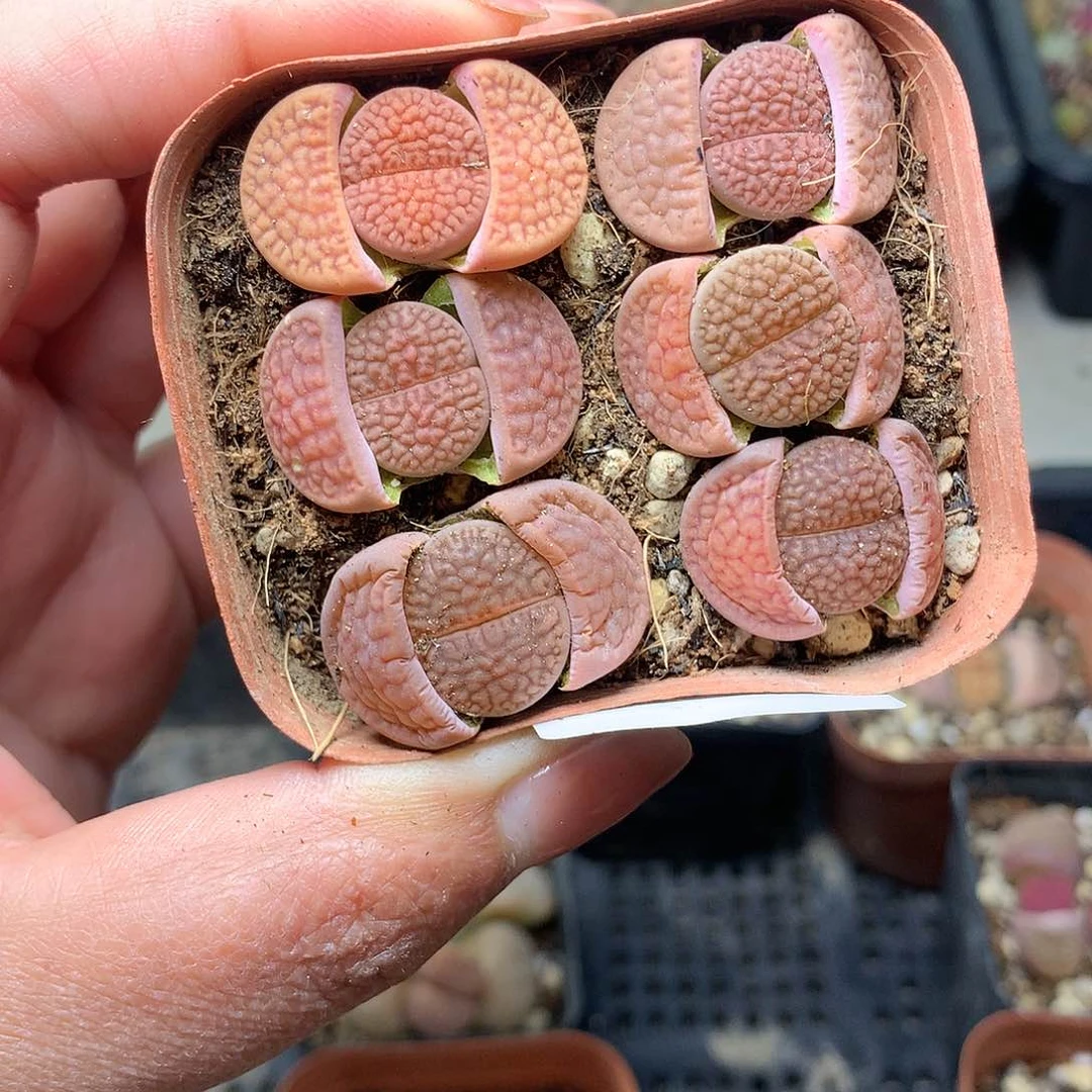 H192多肉植物保护研究所