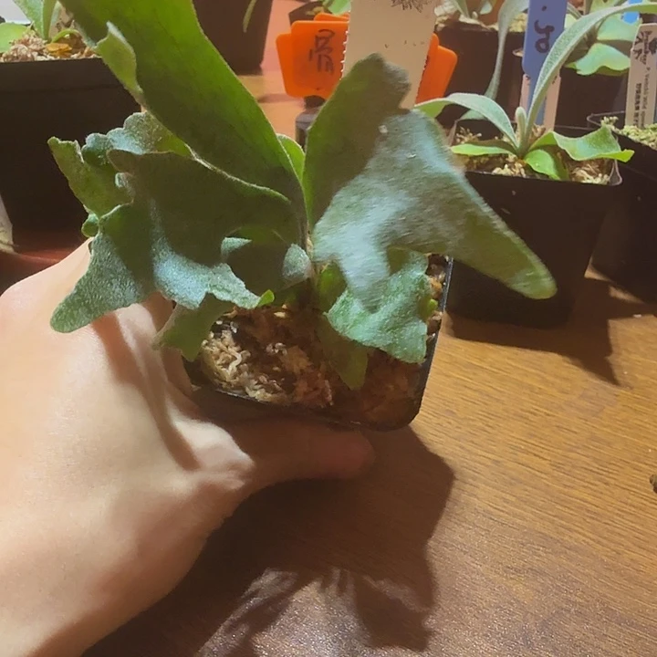 无花朵鹿野直播间竞拍骨刺