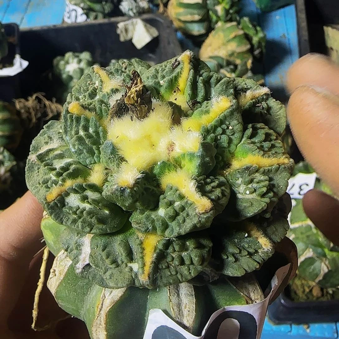 彳**虽龟涛903仙人球开花