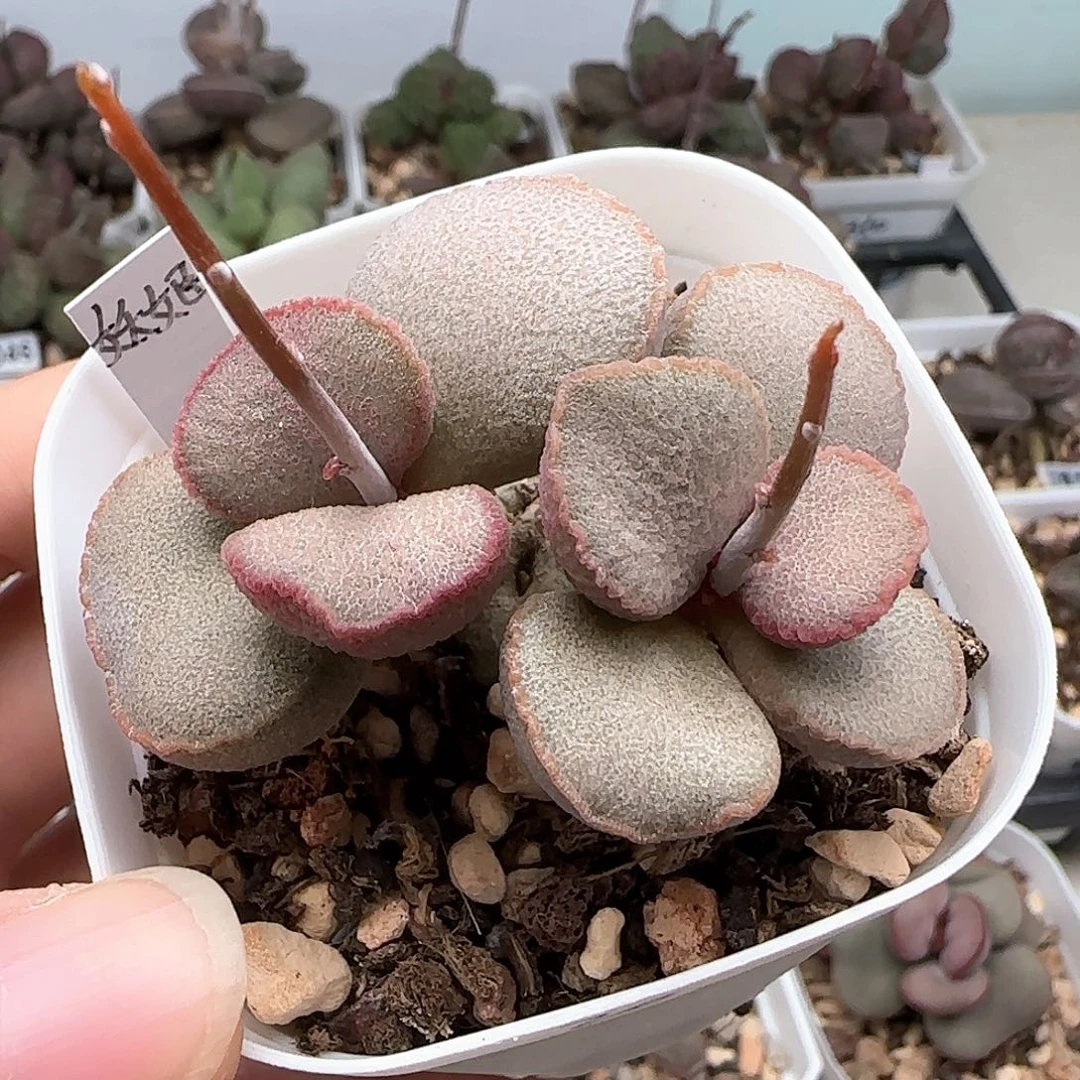 公爵夫人磨砂蛋多肉