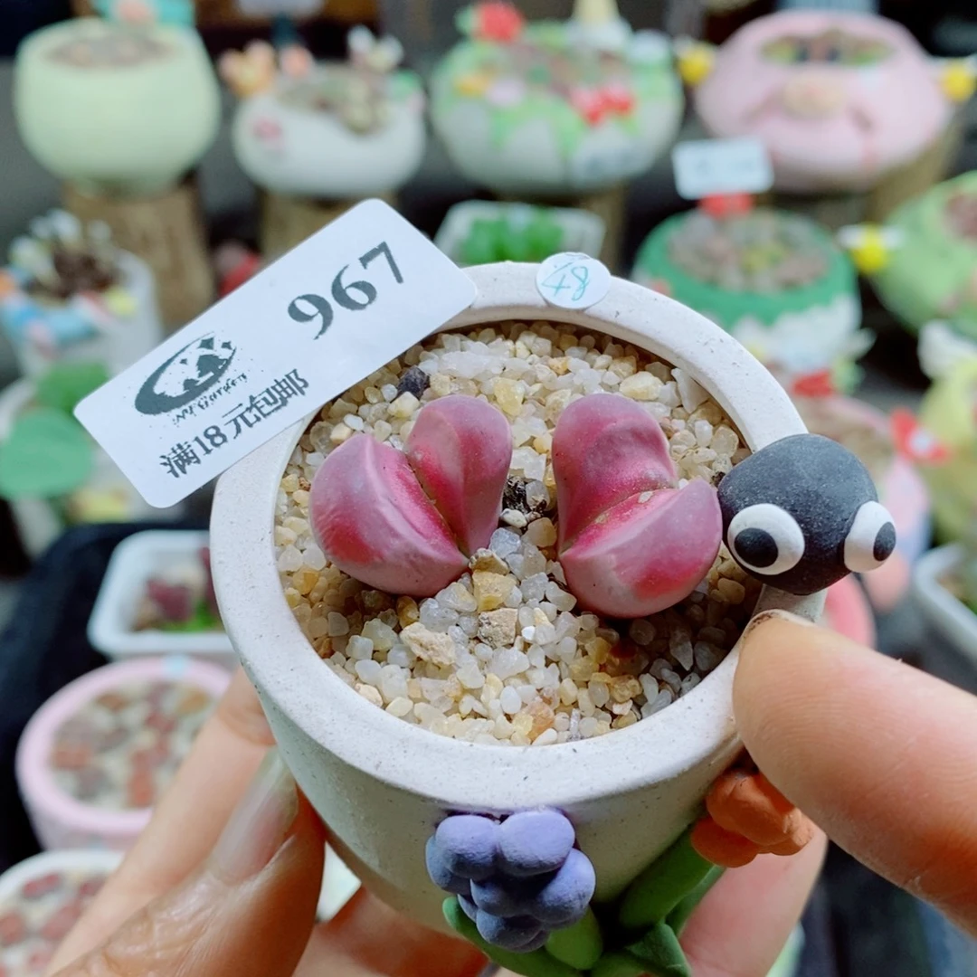 生石花花花花花花花花967