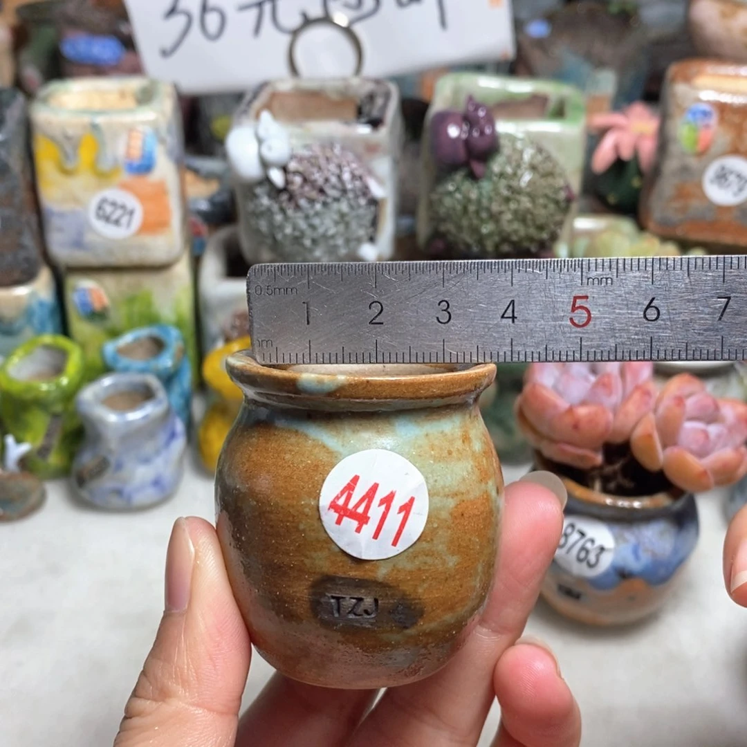 拍5送一个小礼物，口2· 8左右，不含多肉