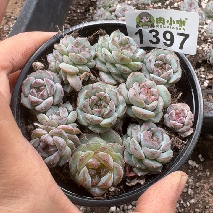 无花朵多肉植物多肉植物