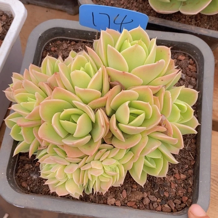 这个点睡一回是有意义