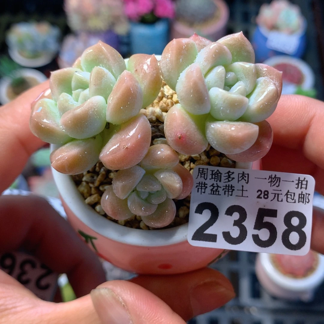 精控多肉植物2358