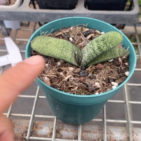 密优卧牛8仙人球