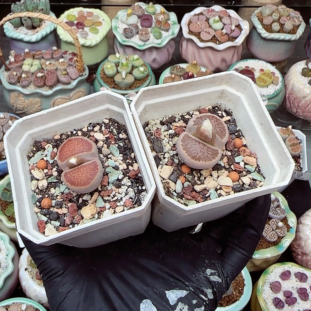 生石花满18包邮1117-41