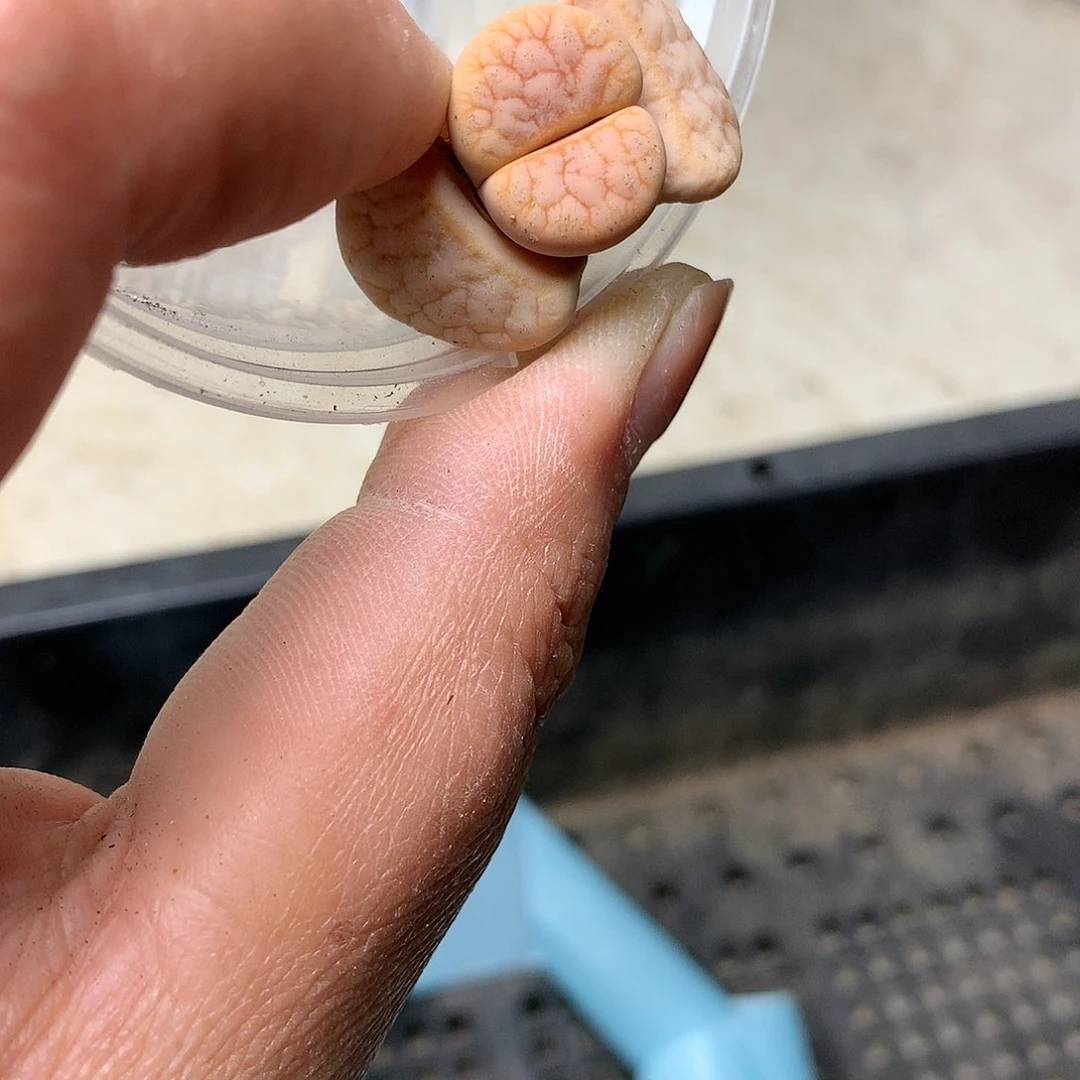 E608多肉植物保护研究所