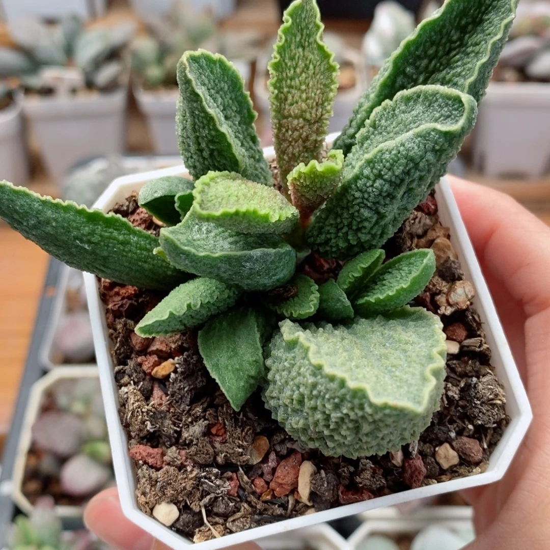 大尤绿皮水泡多肉植物