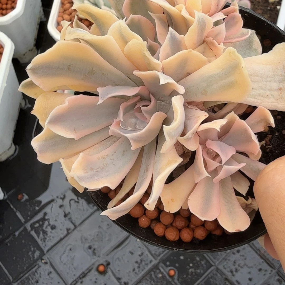 利比里亚锦底座，6头