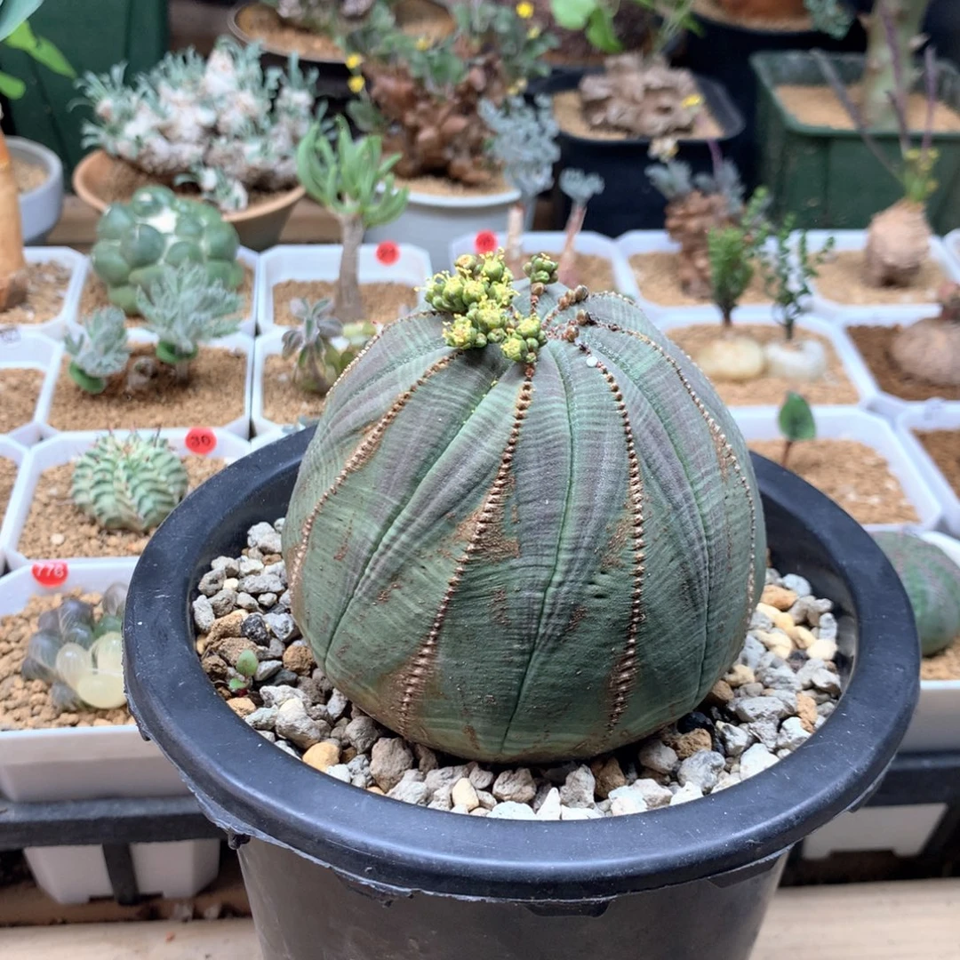 欧系布纹球实生8.8cm