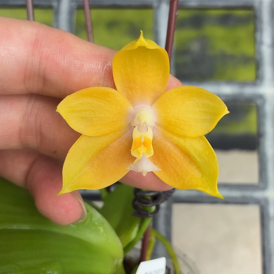 当前无花朵，栽培后可花朵A5523