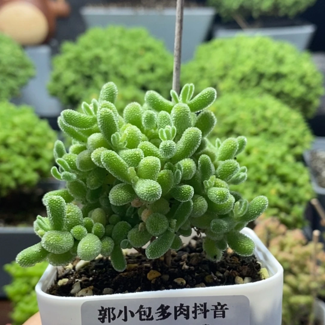 小***宝优选冰晶8262枝干番杏