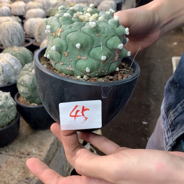 星兜45号。。。。。。。。。。。。。。
