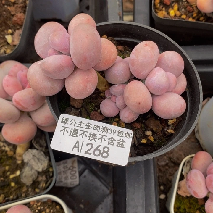 芭比奶洛7cm268多肉植物